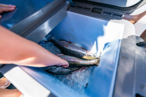 Freshly caught fish in a chilly bin on a New Zealand fishing charter boat
